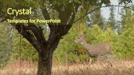  Presentation with whitetail deer - Beautiful PPT theme featuring whitetail doe in apple orchard backdrop and a tawny brown colored foreground
