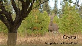  Presentation with whitetail deer - Audience pleasing PPT theme consisting of whitetail doe in apple orchard backdrop and a coral colored foreground