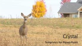  Presentation with whitetail deer - PPT layouts with whitetail doe on washington farm background and a coral colored foreground