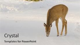  Presentation with winter ice - Amazing theme having whitetail fawn in the winter backdrop and a  colored foreground