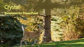  Presentation with lawn maintenance - Colorful theme enhanced with whitetail fawn on a lawn backdrop and a  colored foreground