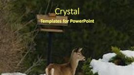  Presentation with to kill a bird - Slide deck consisting of whitetail fawn standing near a bird feeder in the snow background and a wine colored foreground