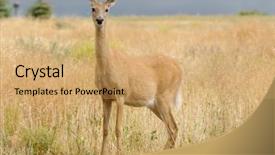  Presentation with danger - Audience pleasing presentation theme consisting of whitetail or white-tailed doe odocoilus virginianus in a very alert mode looking for danger backdrop and a coral colored foreground