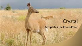  Presentation with danger - Presentation design enhanced with whitetail or white-tailed doe odocoilus virginianus in a very alert mode looking for danger background and a coral colored foreground