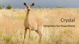  Presentation with alert - Presentation theme featuring whitetail or white-tailed doe odocoilus virginianus in a very alert mode looking for danger background and a coral colored foreground