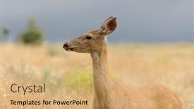  Presentation with danger - PPT layouts featuring whitetail or white-tailed doe odocoilus virginianus in a very alert mode looking for danger background and a coral colored foreground