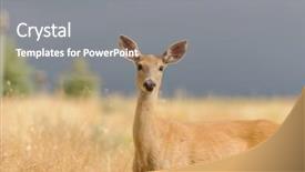  Presentation with alert - Theme with whitetail or white-tailed doe background and a gray colored foreground