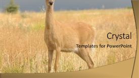  Presentation with danger - Beautiful theme featuring whitetail or white-tailed doe backdrop and a yellow colored foreground