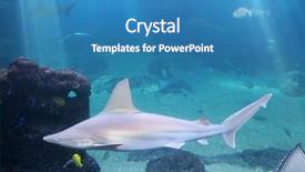  Presentation with maui - Presentation enhanced with whitetip reef shark in maui background and a teal colored foreground