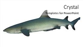  Presentation with shark - Colorful presentation theme enhanced with whitetip reef shark isolated backdrop and a white colored foreground
