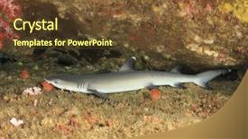  Presentation with shark - Amazing slide deck having whitetip reef shark backdrop and a tawny brown colored foreground