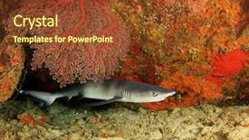  Presentation with shark - Slide set with whitetip reef shark background and a tawny brown colored foreground