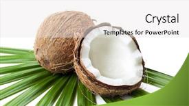  Presentation with coconut palm tree - PPT layouts enhanced with whole and half coconut laying background and a white colored foreground