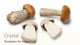  Presentation with mushrooms - Cool new PPT layouts with whole-and-halved-fresh-raw backdrop and a cream colored foreground