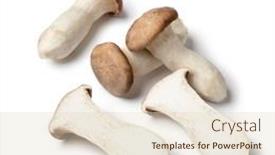  Presentation with oyster mushrooms fresh mushrooms - Colorful presentation enhanced with whole-and-halved-fresh-raw backdrop and a lemonade colored foreground