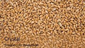  Presentation with wheat - Cool new presentation theme with whole background of wheat grain backdrop and a gold colored foreground