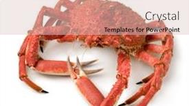  Presentation with spider - Cool new presentation design with whole cooked spider crab isolated on white background backdrop and a lemonade colored foreground