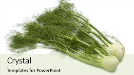  Presentation with green foliage - Slides with whole fennel bulbs with green background and a yellow colored foreground