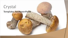  Presentation with background - PPT theme enhanced with whole-fresh-birch-boletes-isolated background and a white colored foreground