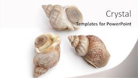  Presentation with coconut shell fresh whole - Cool new theme with whole-fresh-common-whelk-isolated backdrop and a white colored foreground