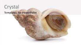  Presentation with coconut shell fresh whole - Slide deck featuring whole fresh common whelk isolated on white background background and a light gray colored foreground