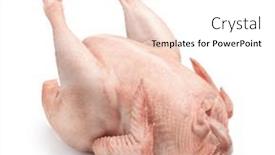  Presentation with turkey - Presentation theme enhanced with whole-fresh-raw-turkey-isolated background and a white colored foreground