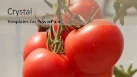  Presentation with greenhouse - Audience pleasing presentation design consisting of greenhouse ripening on the vine backdrop and a coral colored foreground