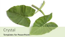  Presentation with leaves - Amazing slides having whole fresh taro leaves isoloated on white background backdrop and a mint green colored foreground