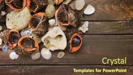  Presentation with shell - PPT theme enhanced with whole-raw-rapana background and a tawny brown colored foreground