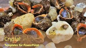  Presentation with shell - Presentation design with whole-raw-rapana background and a coral colored foreground