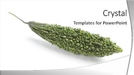  Presentation with bitter melon - PPT theme consisting of whole single bitter melon gourd background and a white colored foreground