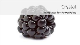  Presentation with blackberry - PPT layouts enhanced with whole single blackberry at white background and a white colored foreground