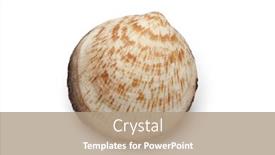  Presentation with dog - Cool new PPT theme with whole single dog cockle isolated on white background backdrop and a coral colored foreground