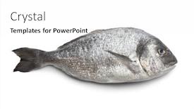  Presentation with fish - Colorful PPT layouts enhanced with whole single dorade fish on white background backdrop and a white colored foreground