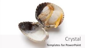  Presentation with background - Cool new presentation with whole single fresh cooked cockle backdrop and a white colored foreground