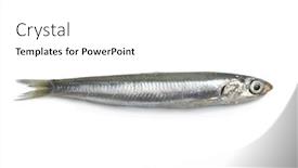  Presentation with european union single market - Slide deck having whole single fresh raw european anchovy isolated on white background background and a white colored foreground