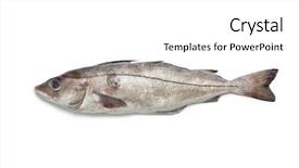  Presentation with fish - Cool new slide set with whole single fresh raw haddock fish at white background backdrop and a white colored foreground