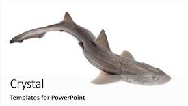  Presentation with shark - Presentation theme with whole single fresh shark on white background background and a white colored foreground
