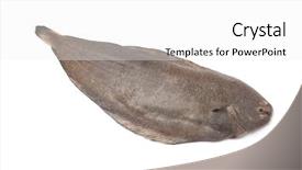  Presentation with fish - Cool new presentation theme with whole single fresh sole fish backdrop and a white colored foreground
