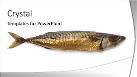  Presentation with coconut shell fresh whole - Audience pleasing theme consisting of whole single fresh steamed and smoked mackerel fish isolated on white background backdrop and a white colored foreground