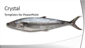  Presentation with king - Theme with chinese gold pand coin on top of silver coins background and a dark gray colored foreground