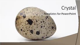  Presentation with quail - Cool new slides with whole single quail egg backdrop and a  colored foreground