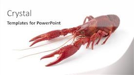  Presentation with red - Beautiful theme featuring whole single red cooked freshwater crayfish isolated on white background backdrop and a white colored foreground