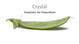  Presentation with sugar - Slide deck featuring whole single sugar snap pea isolated on white background background and a white colored foreground
