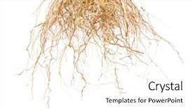  Presentation with tree roots - Amazing presentation design having wholeness life - brown roots of tree isolated backdrop and a white colored foreground