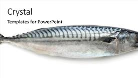  Presentation with atlantic - Slide set consisting of wholeness life - fresh atlantic mackerel isolated background and a white colored foreground