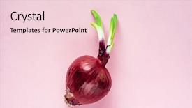  Presentation with red onion - Cool new slides with wholeness life - whole bulb red onion backdrop and a  colored foreground
