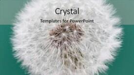  Presentation with dandelion - Beautiful presentation featuring wholeness life - whole dandelion backdrop and a light gray colored foreground
