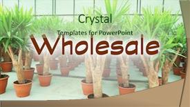  Presentation with wholesale - Colorful presentation design enhanced with wholesale concept huge greenhouse with lot of flowers and plants for sale backdrop and a mint green colored foreground