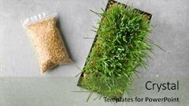  Presentation with plastic in the ocean - PPT theme enhanced with wholesome - sprouter with wheat grass background and a tawny brown colored foreground